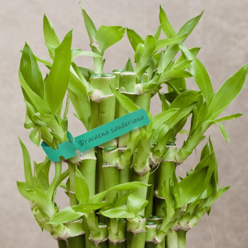 بطاقة تعريف النباتات / علامة ت - مراجعة Plant Label Tags وسعره